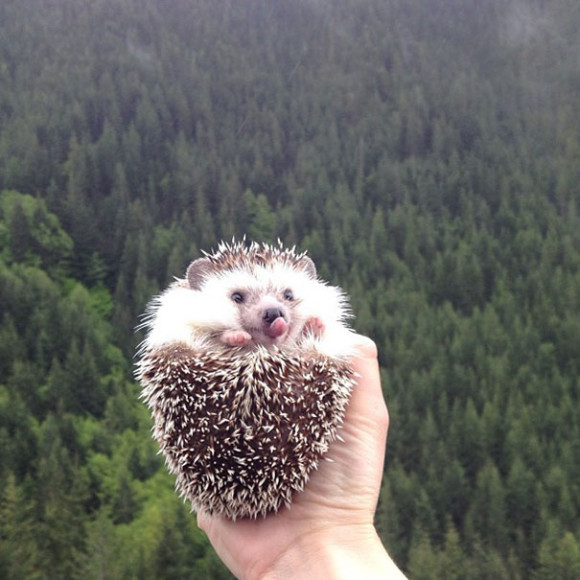 biddy-cute-hedgehog-adventures-21
