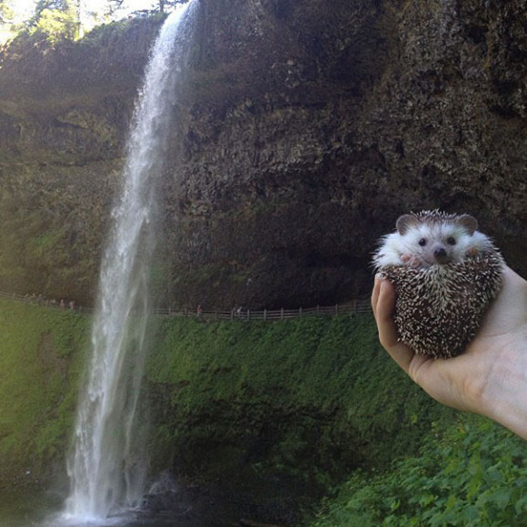 biddy-cute-hedgehog-adventures-8